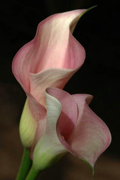 Enchanted Garden Vibrant Blossom Mix